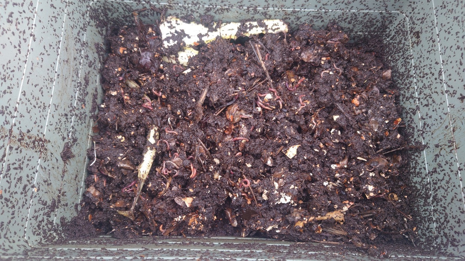 Wormen fetida mestpieren, Tuin en Terras, Aarde en Mest, Ophalen, Compost