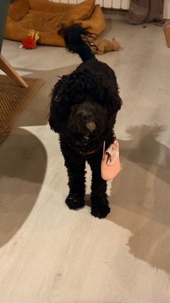 Teddy (v) de labradoodle uit Spanje zoekt een nieuw huisje, Dieren en Toebehoren, Honden | Niet-rashonden, Particulier, Buitenland