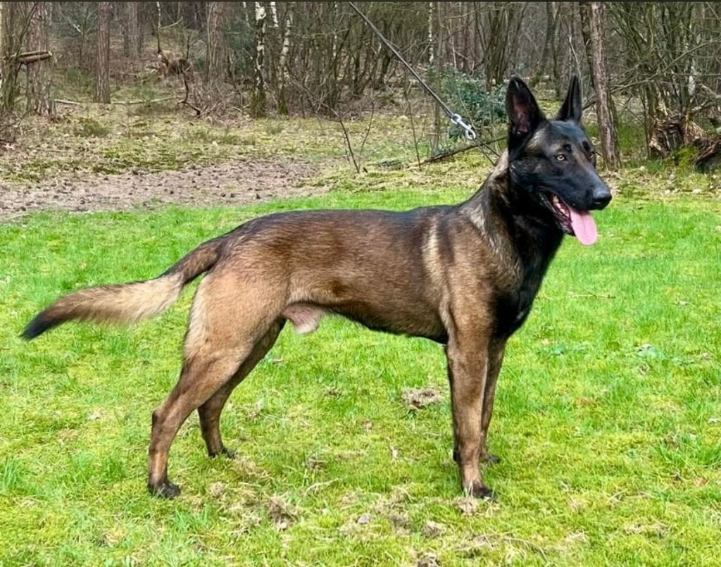 Mechelse herder pups uit zeer goede werklijn!, Parvo, 8 tot 15 weken, Meerdere, Meerdere dieren