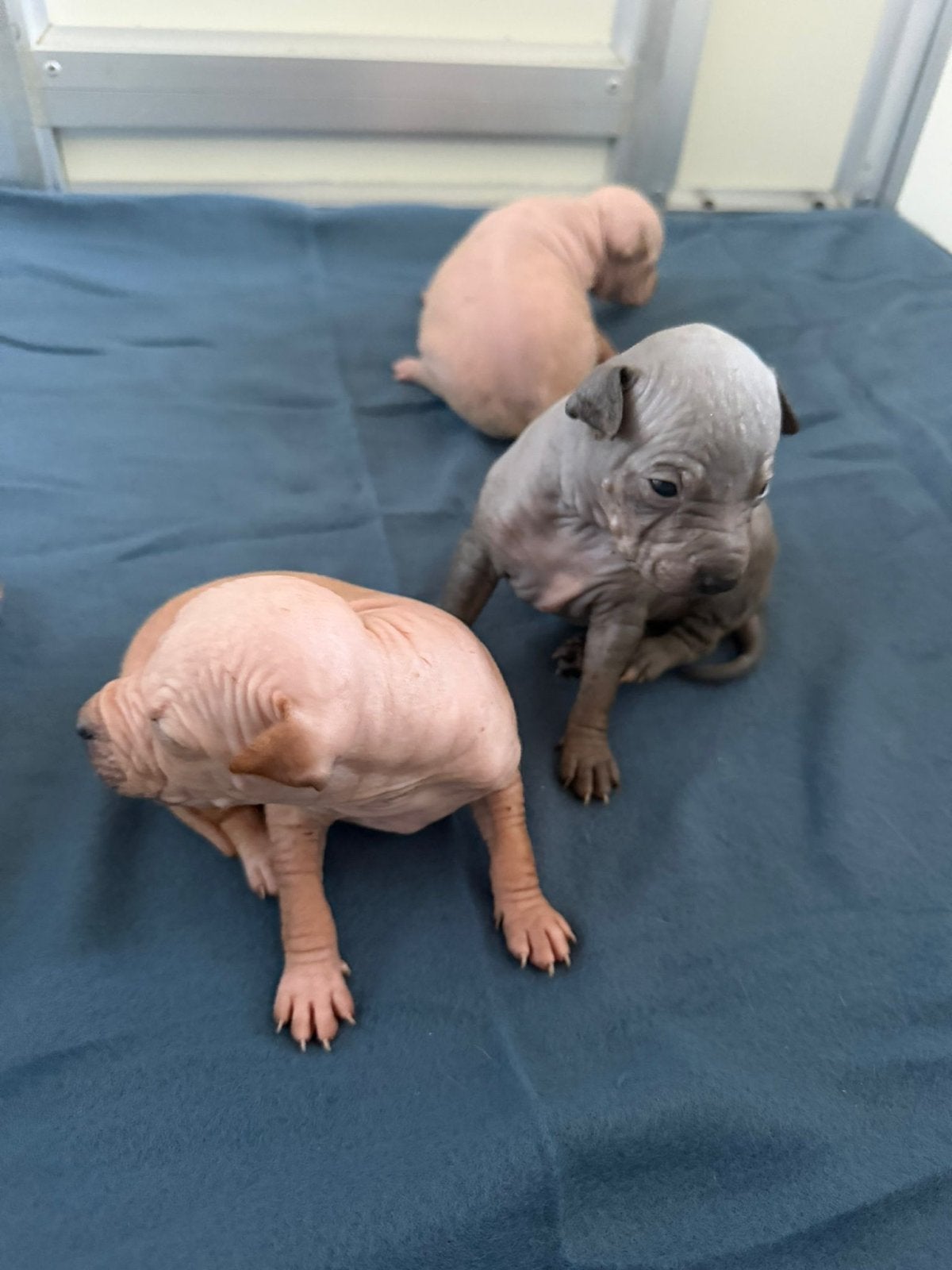 American hairless terrier, Amerikaanse naakthond, Parvo, 8 tot 15 weken, Meerdere, Meerdere dieren