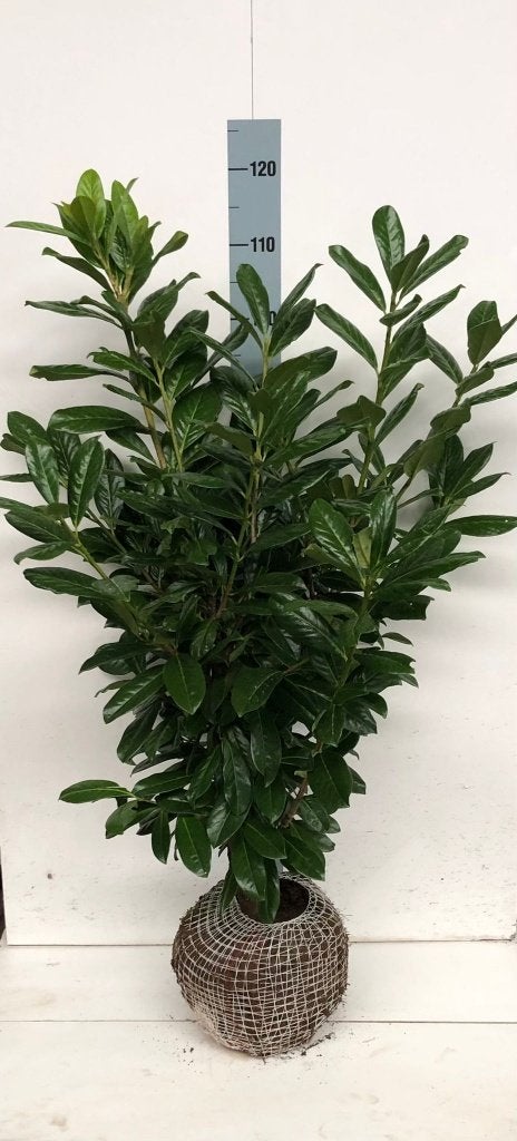 Prunus Laurier Novita, Tuin en Terras, Ophalen, Overige soorten, Halfschaduw