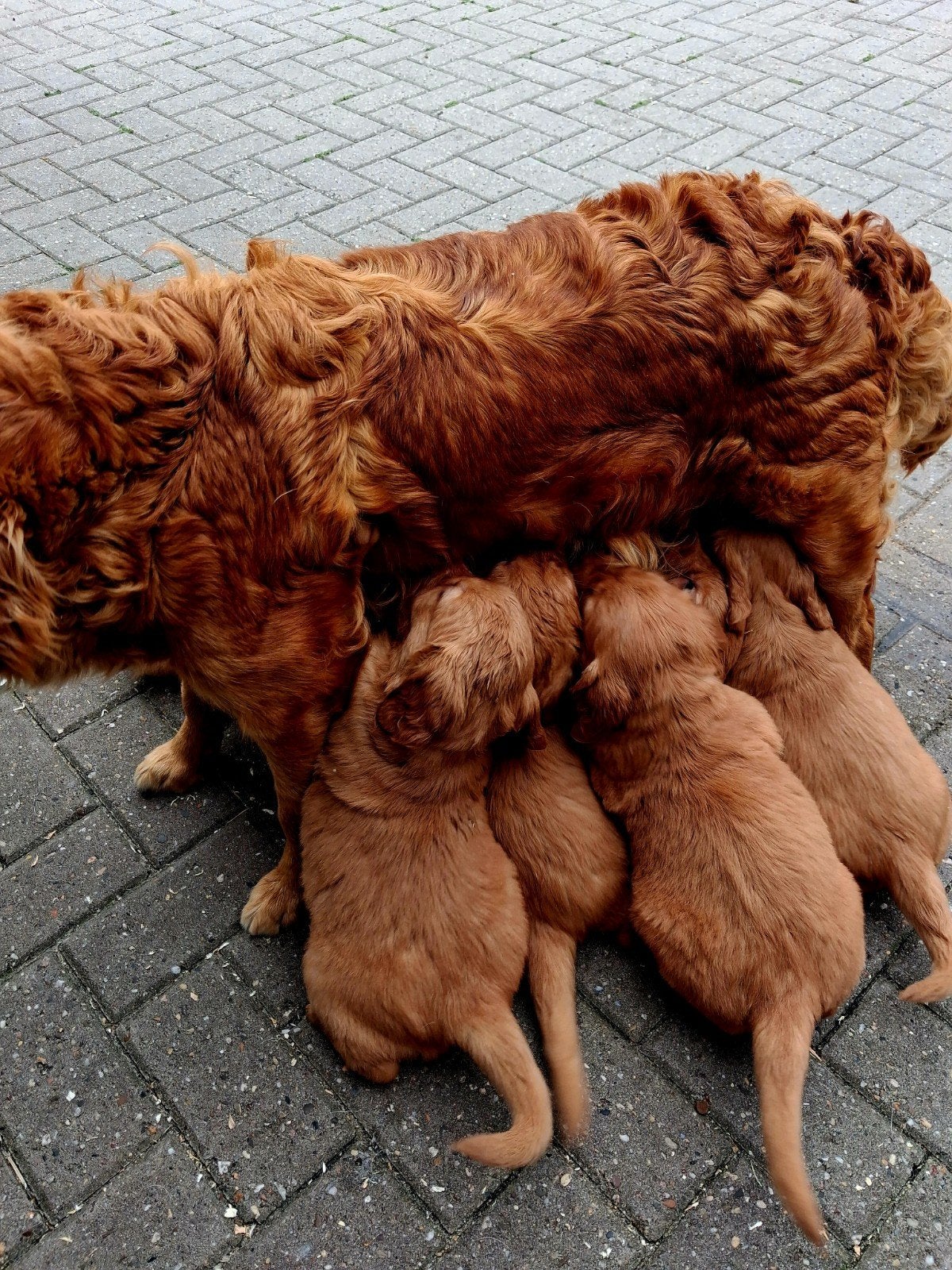 Donker rode golden retriever pups, Golden retriever, Meerdere dieren, Eén hond, Nederland