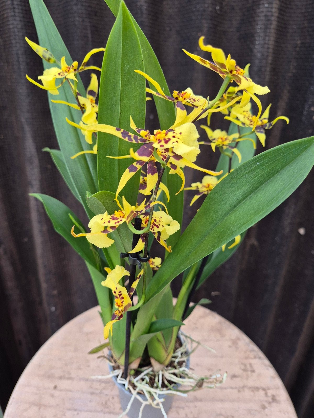 Orchidee p9 (9), Ophalen of Verzenden, Halfschaduw, Minder dan 100 cm