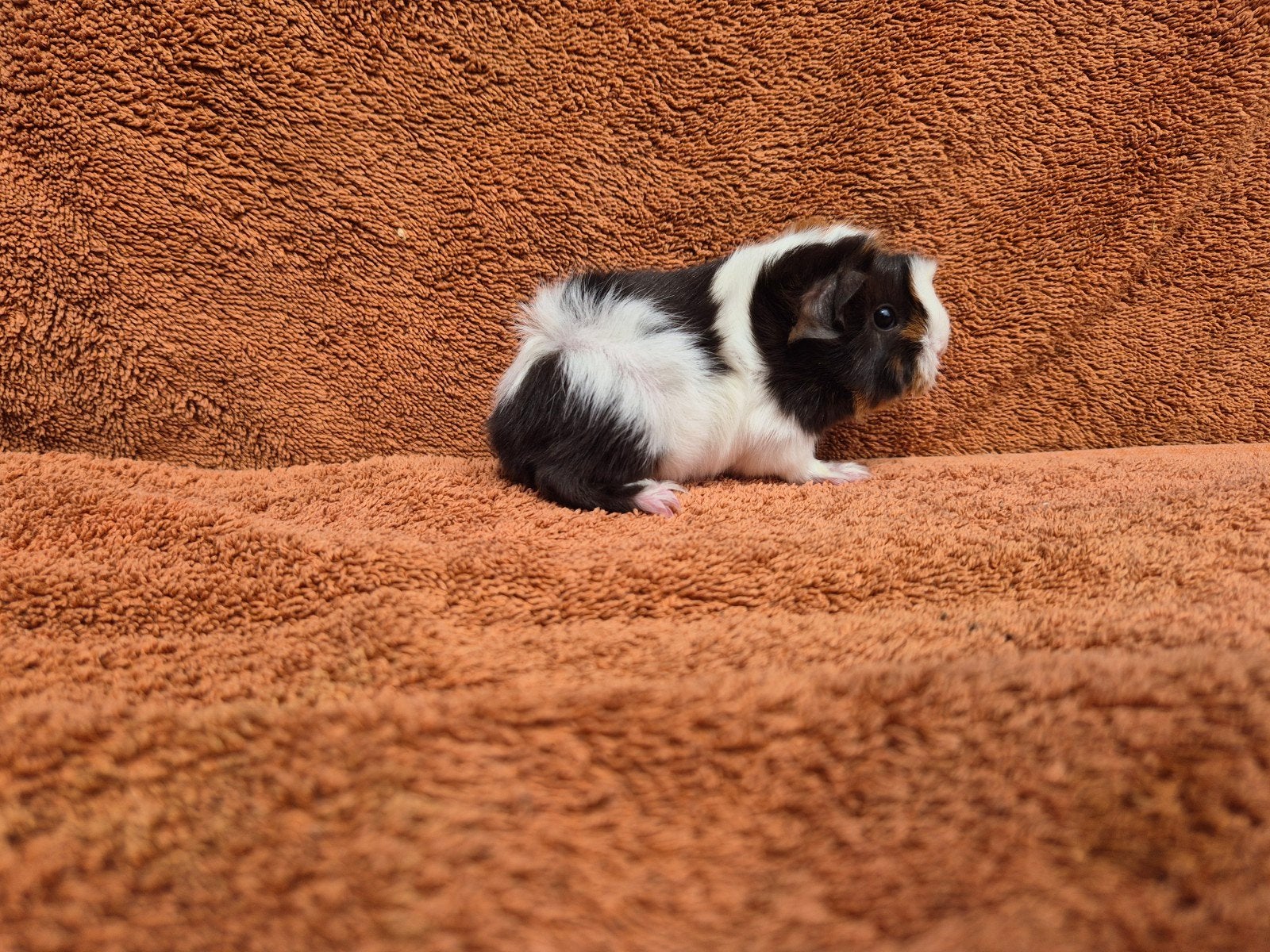 Peruvian beertje choco goud wit kruinen kuif punk stamboom, Cavia, Mannelijk, Juli, Tam