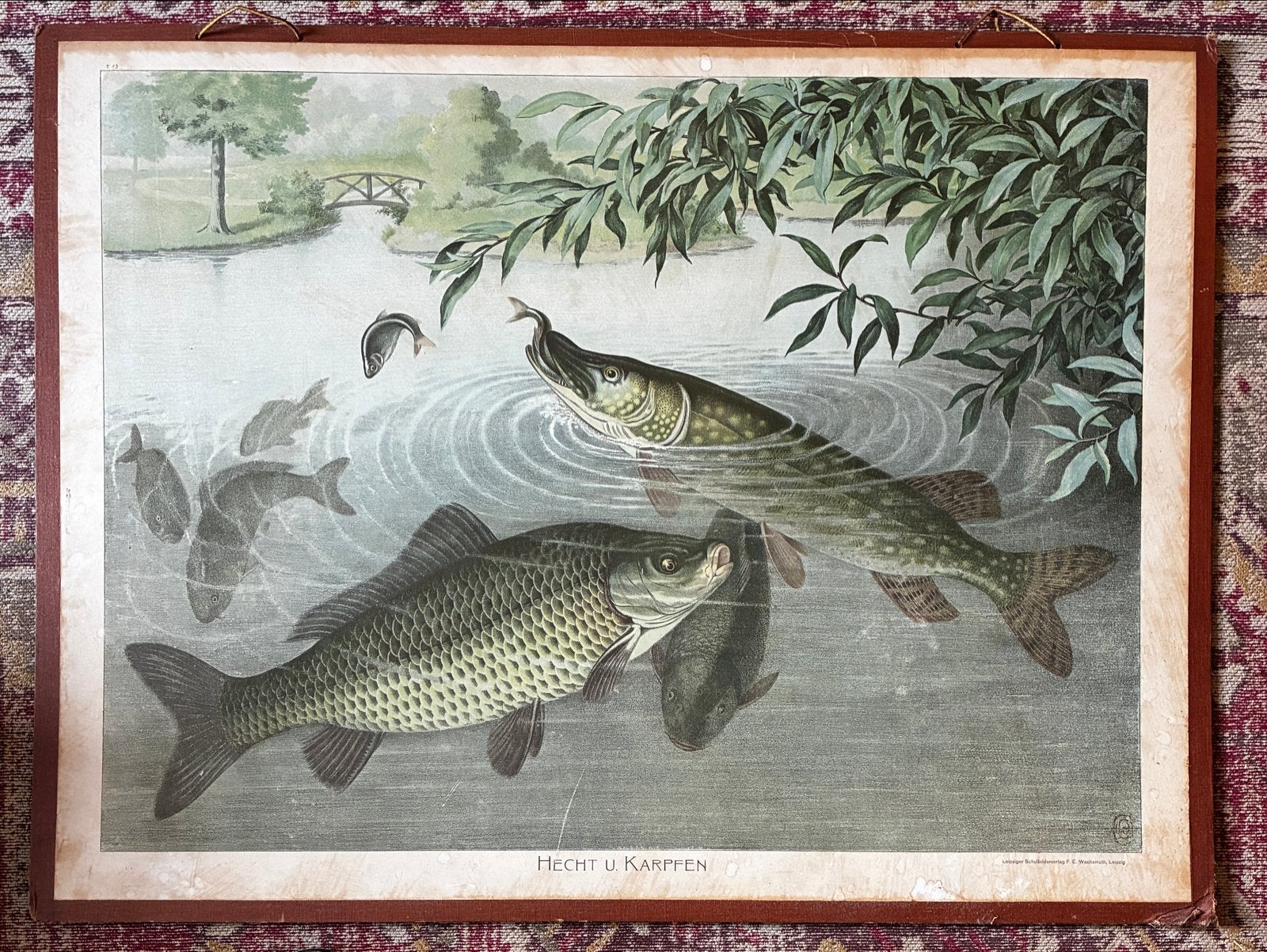 Vintage print snoek en karper - Hecht u. Karpfen, Ophalen, Dieren, Print, Papier
