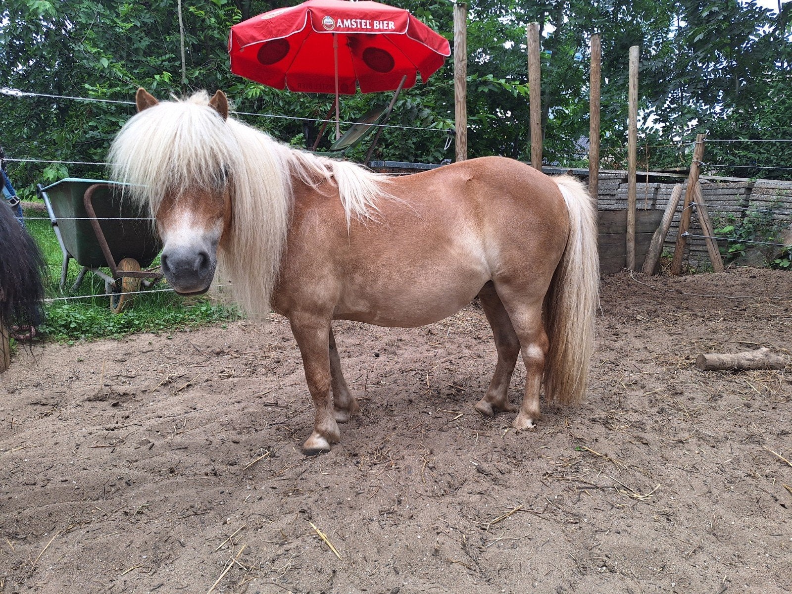 lieve grote kindershet, Dieren en Toebehoren, Pony's, Merrie, Met stamboom, B, A pony (tot 1.17m)