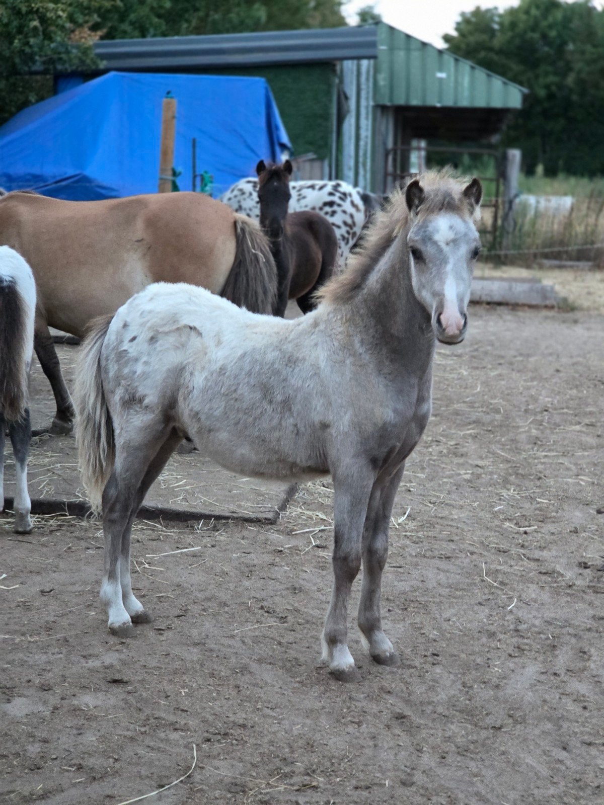 Uniek en bloedmooi silverdapple appaloosa nmprs veulen, Hengst