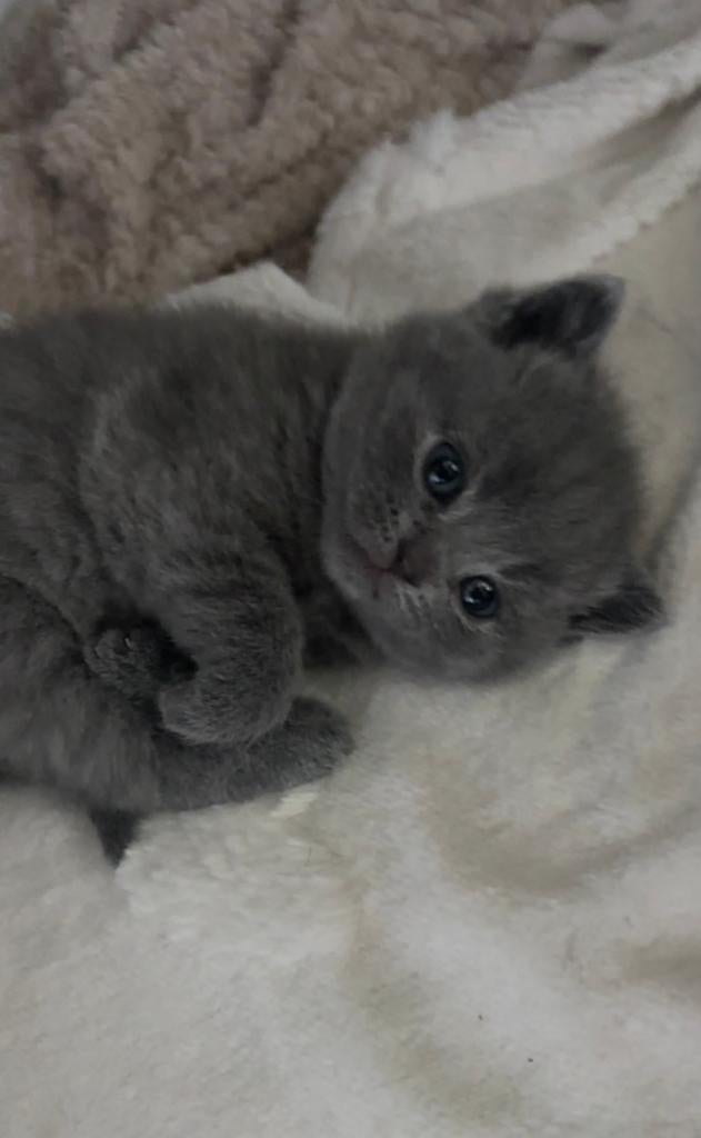 Prachtige Britse Korthaar Kittens, Dieren en Toebehoren, Katten en Kittens | Raskatten | Korthaar, Meerdere dieren