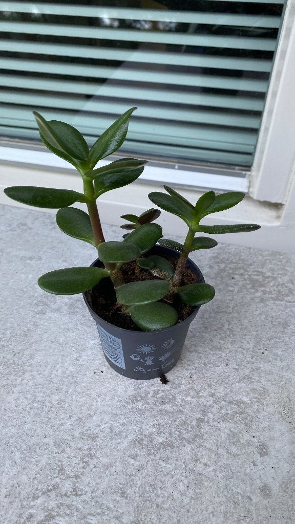 Kleine Crassula Ovata (Jadeplant) in pot, Huis en Inrichting, Vetplant, Ophalen of Verzenden, In pot, Minder dan 100 cm