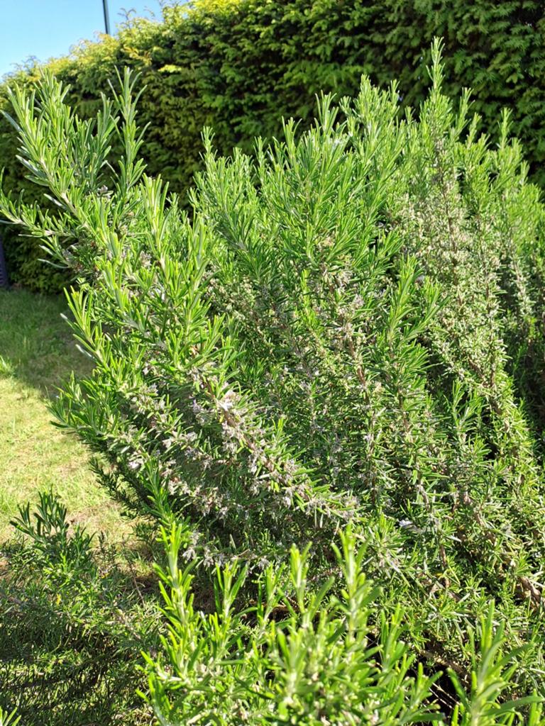 Biologische rozemarijn stekjes of takken, Tuin en Terras, Planten | Tuinplanten, Ophalen, Volle zon, Vaste plant, Kruiden