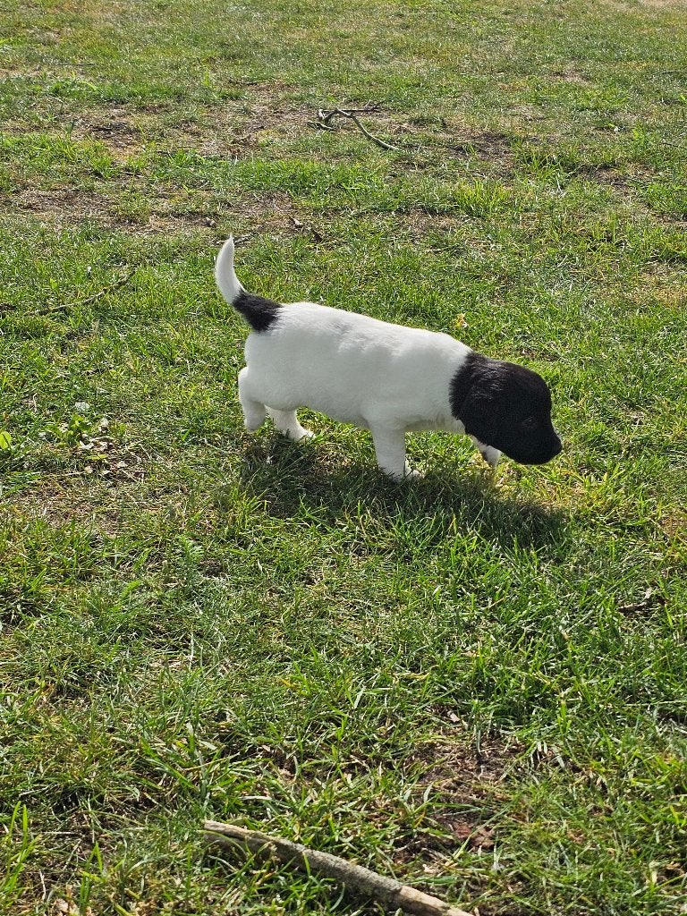 mooie stabij pups, 8 tot 15 weken, Parvo, Meerdere, Meerdere dieren