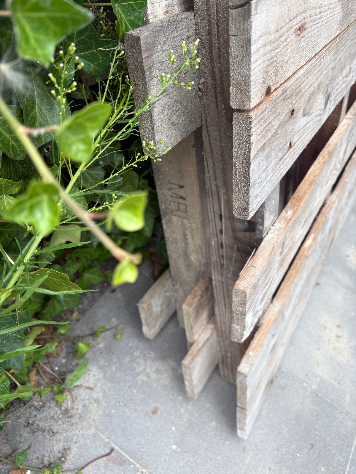 Pallets, Ophalen, Overige houtsoorten, Minder dan 200 cm, Pallet