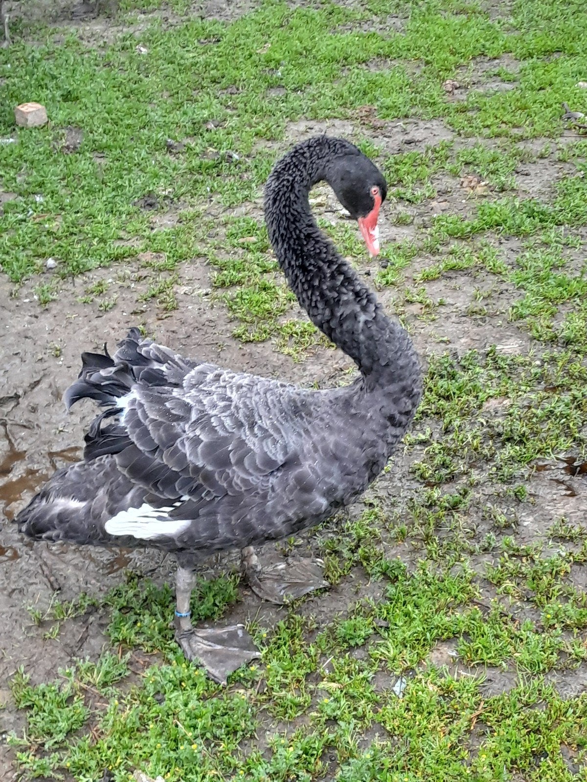 zwarte zwaan, Dieren en Toebehoren, Geslacht onbekend, Kip