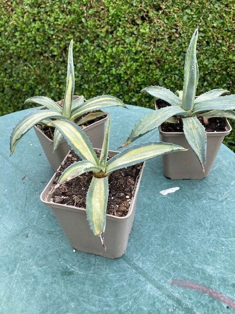 agave americana var striata, Ophalen of Verzenden, Bloeit niet, Overige soorten, Volle zon