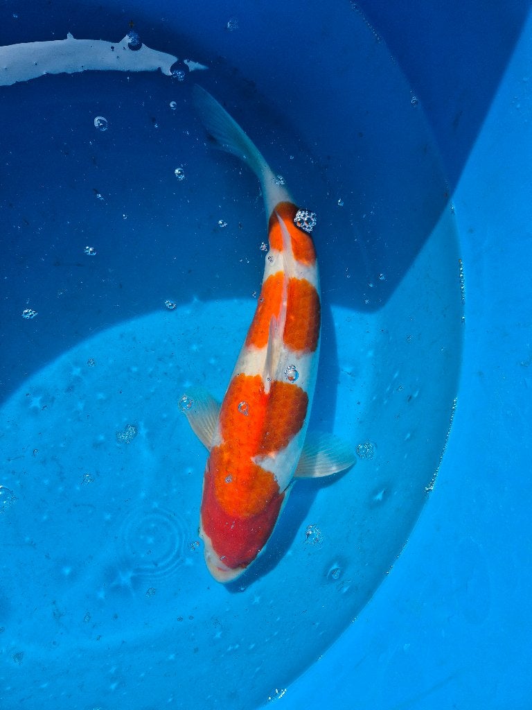 Prachtige kohaku, Dieren en Toebehoren, Karper of Koi