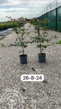 HAAG Acer campestre Veldesdoorn Spaanse aak Laan-Boom Bospl, Overige soorten, Volle zon, Vaste plant, Ophalen of Verzenden