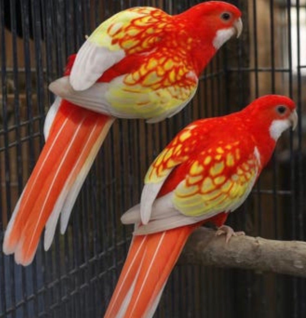 Gezocht!! Rubino rosella ovj koppel, Meerdere dieren, Parkiet, Geringd