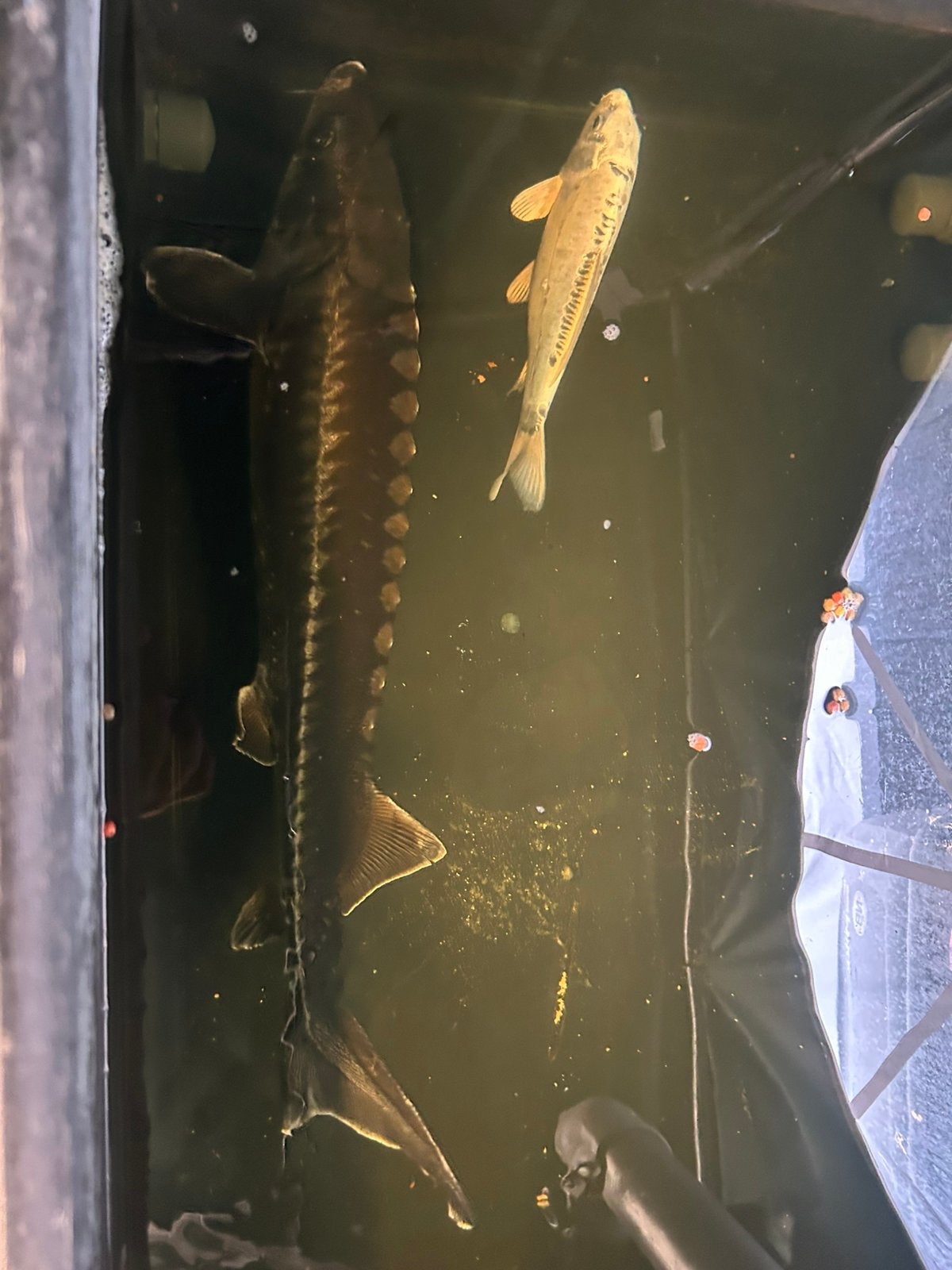 Diamant steur, goudkarper, shusui en verschillende baby kois, Steur