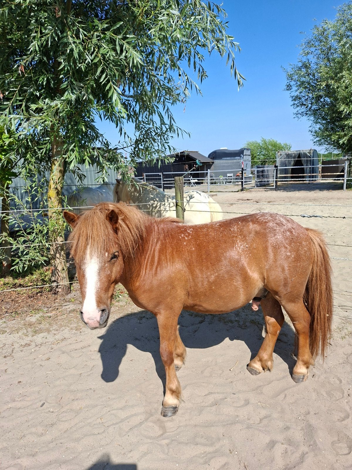 Lieve shetlander ruin, Dieren en Toebehoren, Pony's, Ruin, Onbeleerd, A pony (tot 1.17m), 3 tot 6 jaar