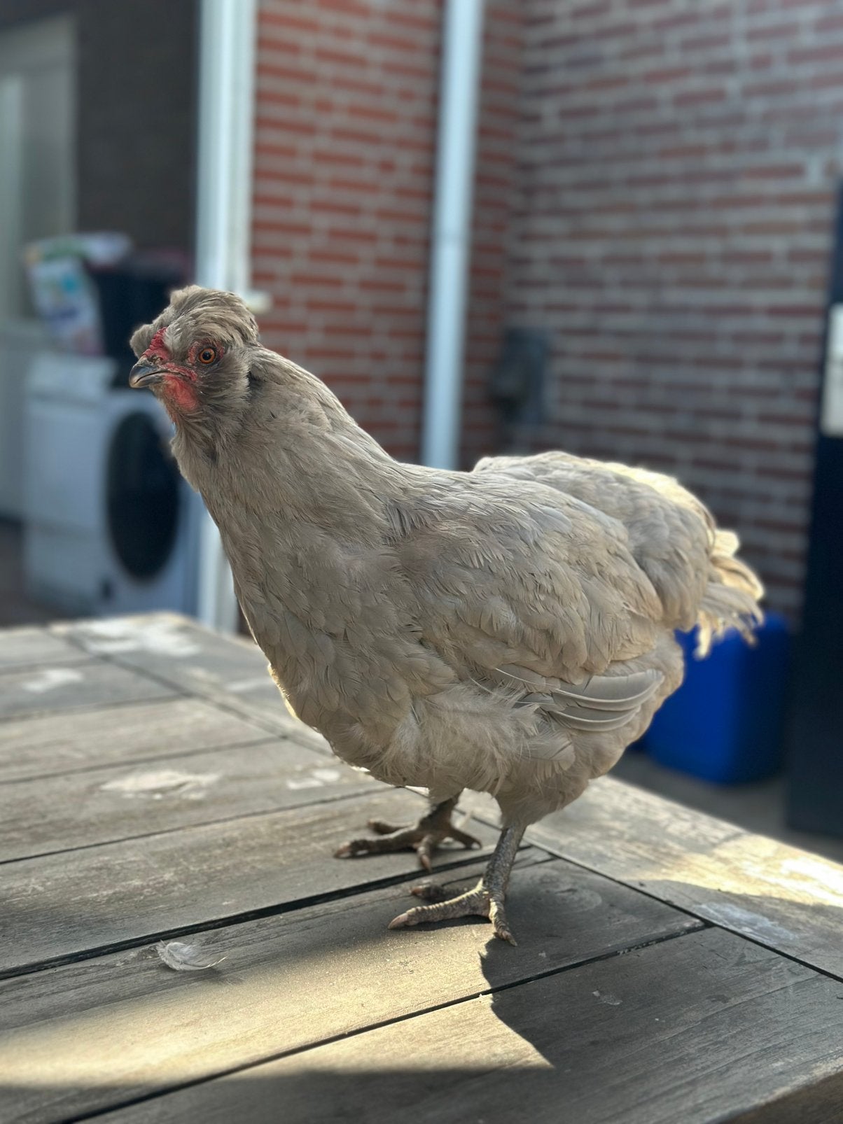 Araucana kip!, Dieren en Toebehoren, Pluimvee, Vrouwelijk, Kip