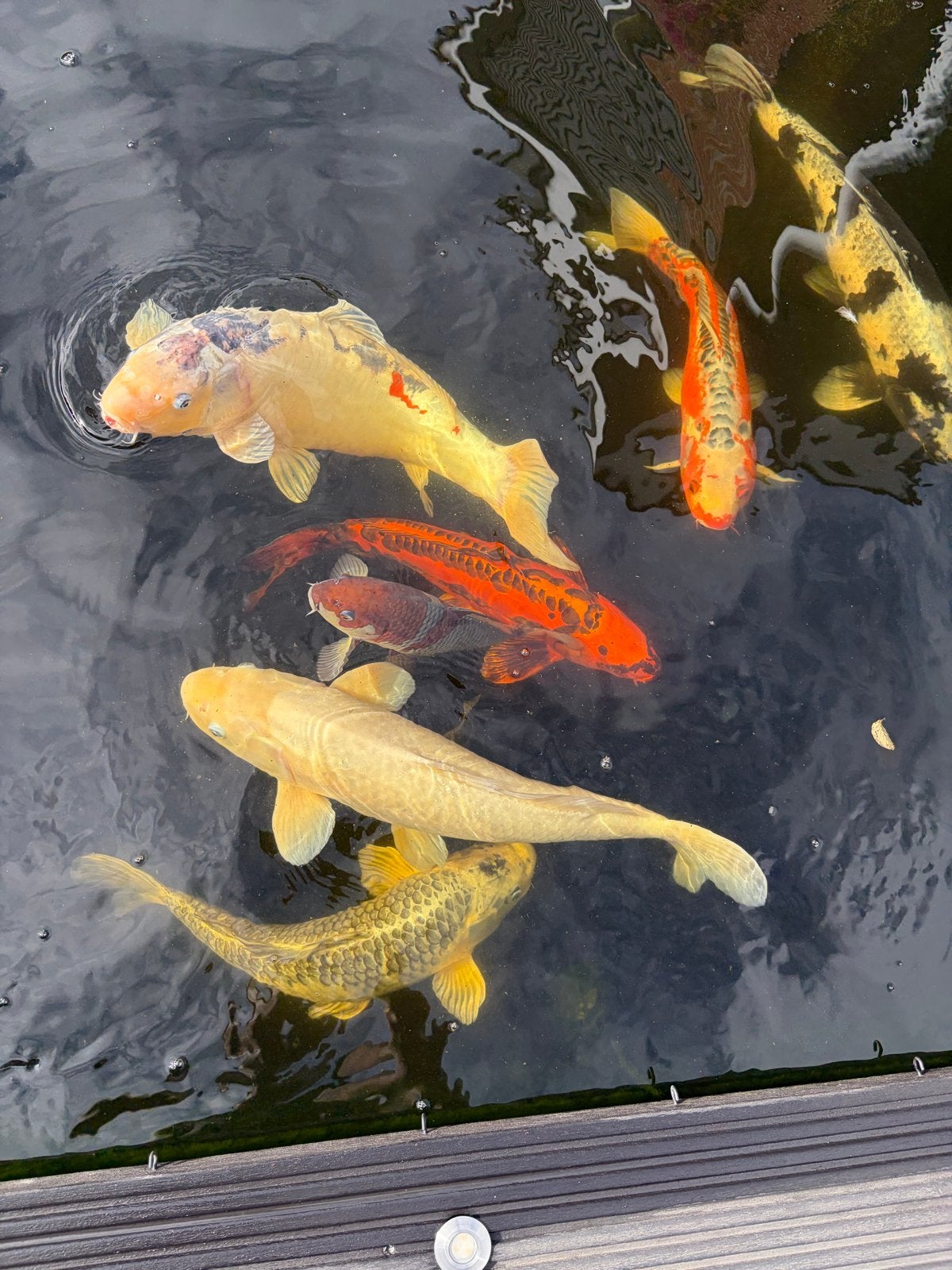 Koi - karpers, Dieren en Toebehoren, Vissen | Vijvervissen, Karper of Koi
