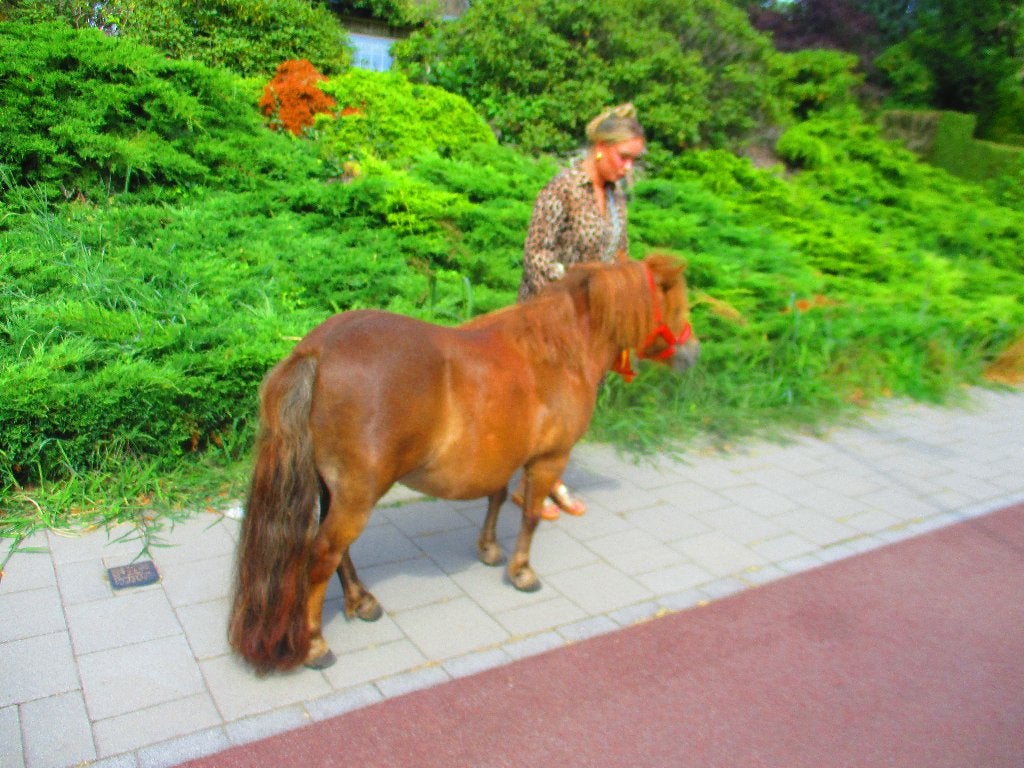 Shetlander shetland merrie met stamboekpapier n,s,p,s., Dieren en Toebehoren, Pony's, Merrie, Met stamboom, Niet van toepassing