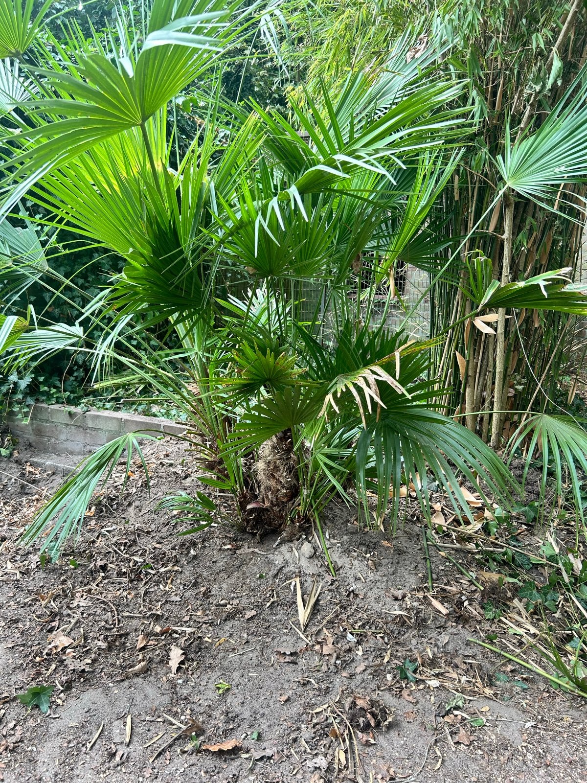 Europese Dwergpalm (Chamaerops humilis), Volle zon, Vaste plant, Bloeit niet, Ophalen