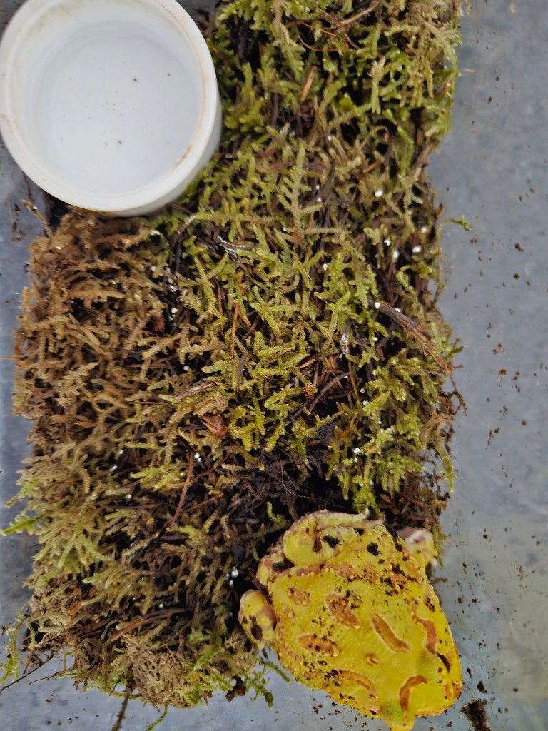 Ceratophrys cranwelli Hoornkikker Frog photo 2