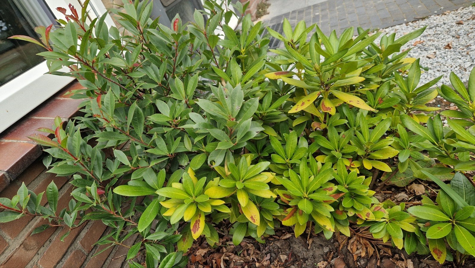 Rhododendron, Tuin en Terras, Ophalen, Overige soorten, Halfschaduw
