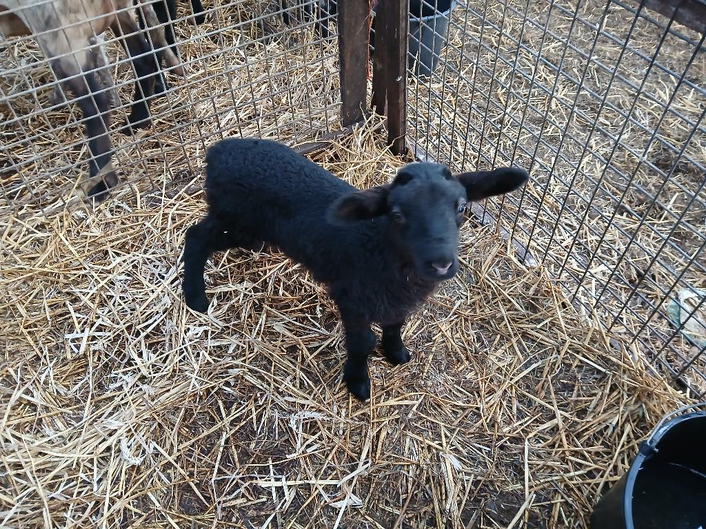 Fles lam, pap lam, Mannelijk, Schaap, 0 tot 2 jaar
