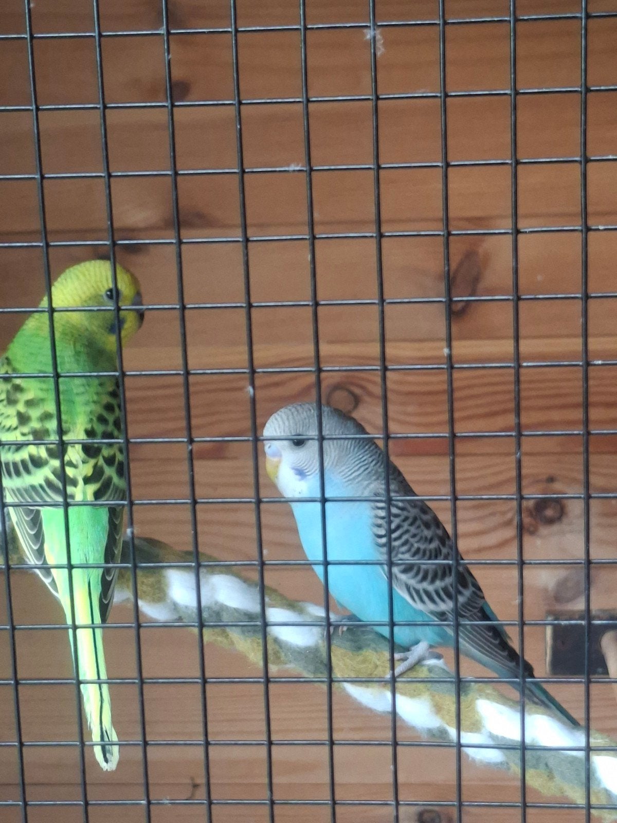 2 Jonge grasparkieten, Geslacht onbekend, Parkiet
