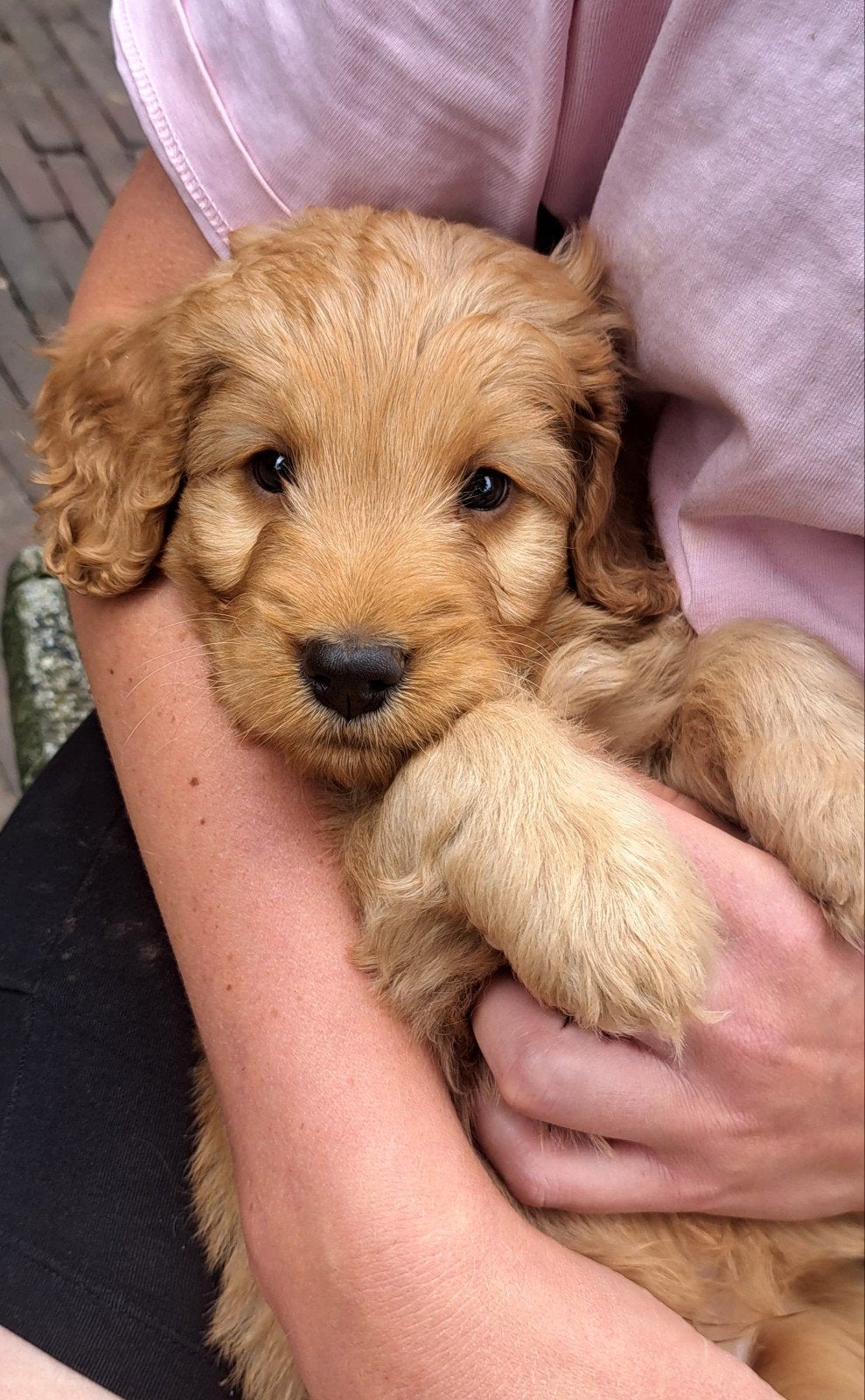 labradoodle pups abrikooskleur, Dieren en Toebehoren, Honden | Retrievers, Spaniëls en Waterhonden, Overige rassen, 8 tot 15 weken