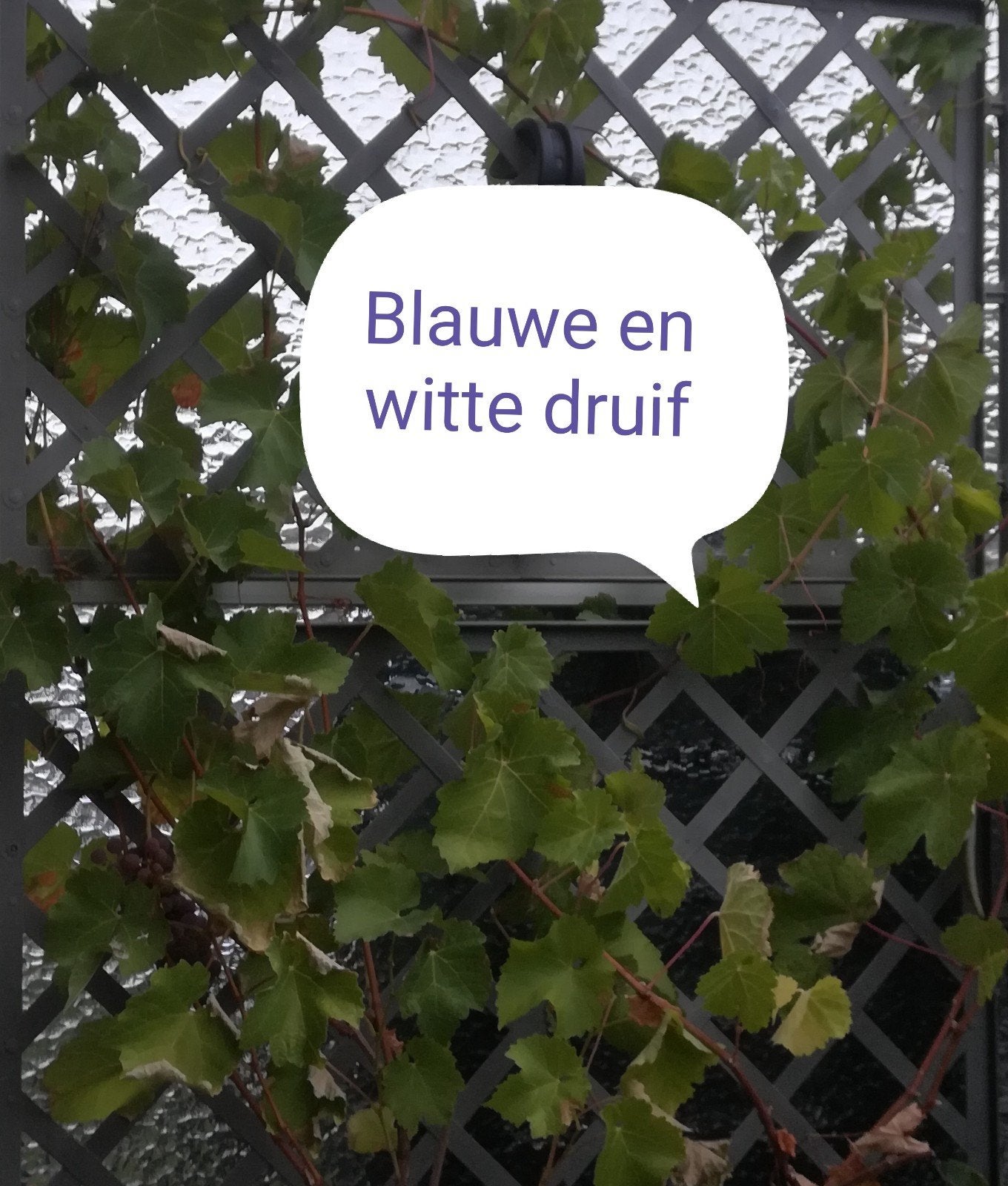 Blauwe druif en witte druif planten, Ophalen, Minder dan 100 cm, Overige soorten, Zomer