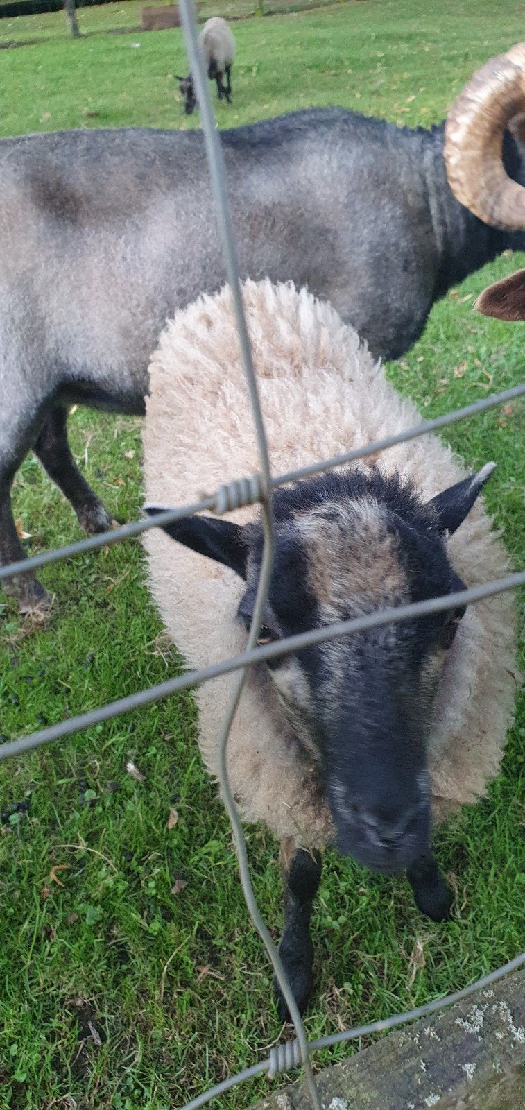 Ouessant, quessant, dwergschaap ooilam, Vrouwelijk, Schaap