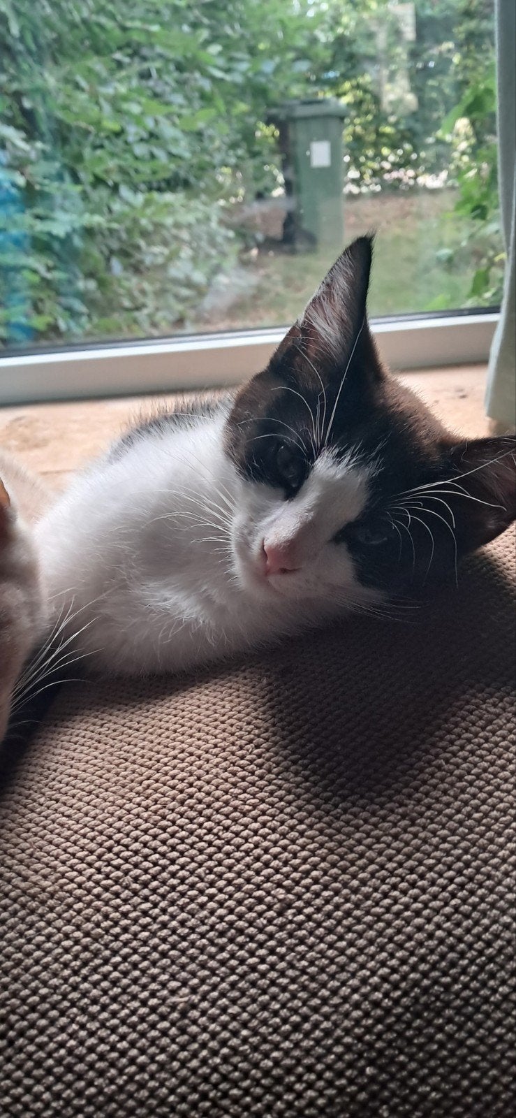 dit meisje zoekt een gouden mandje, Dieren en Toebehoren, Poes, Kortharig, 0 tot 2 jaar