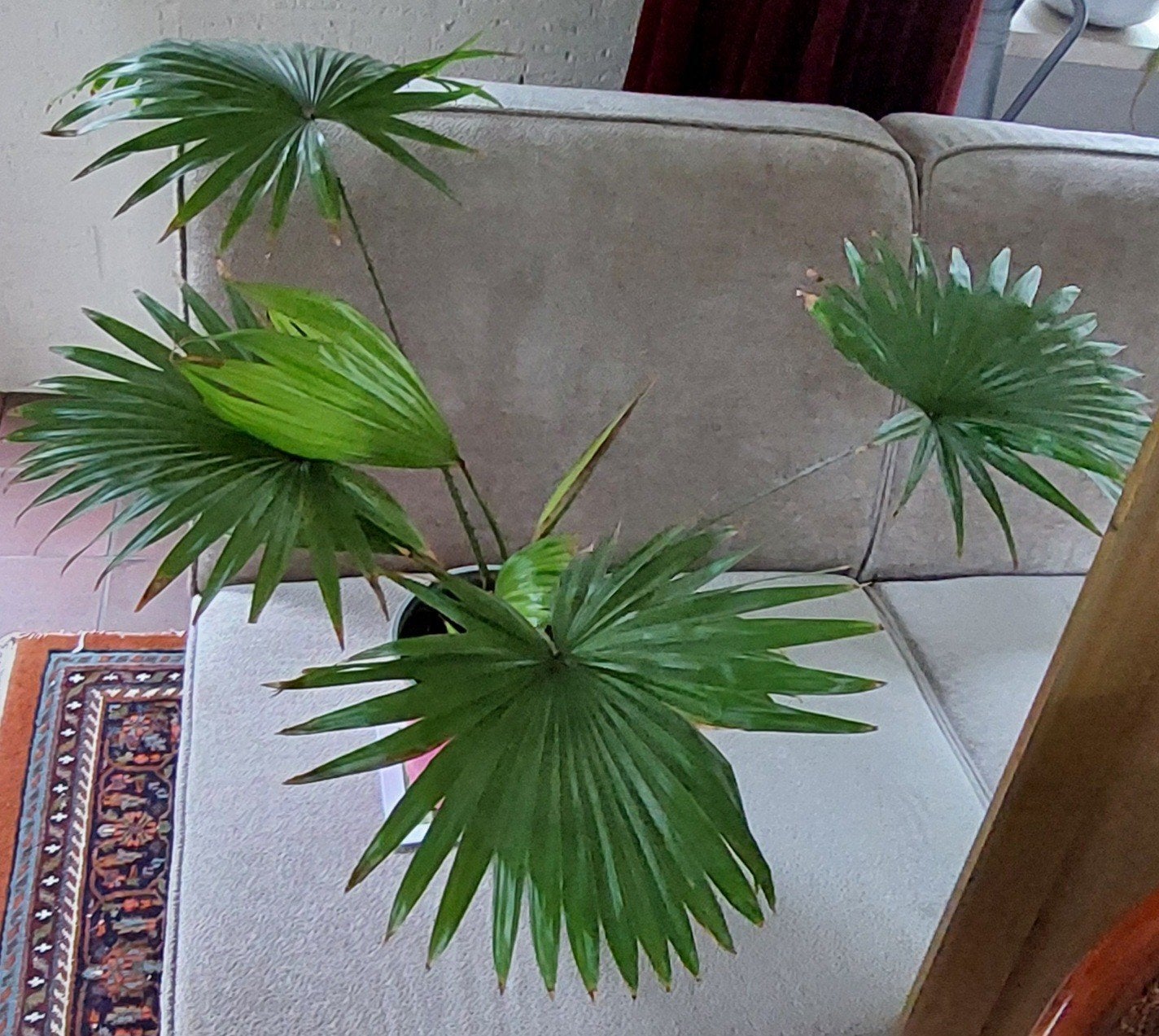 kamerplant Livistona Rotundifolia, Ophalen, Halfschaduw, Minder dan 100 cm