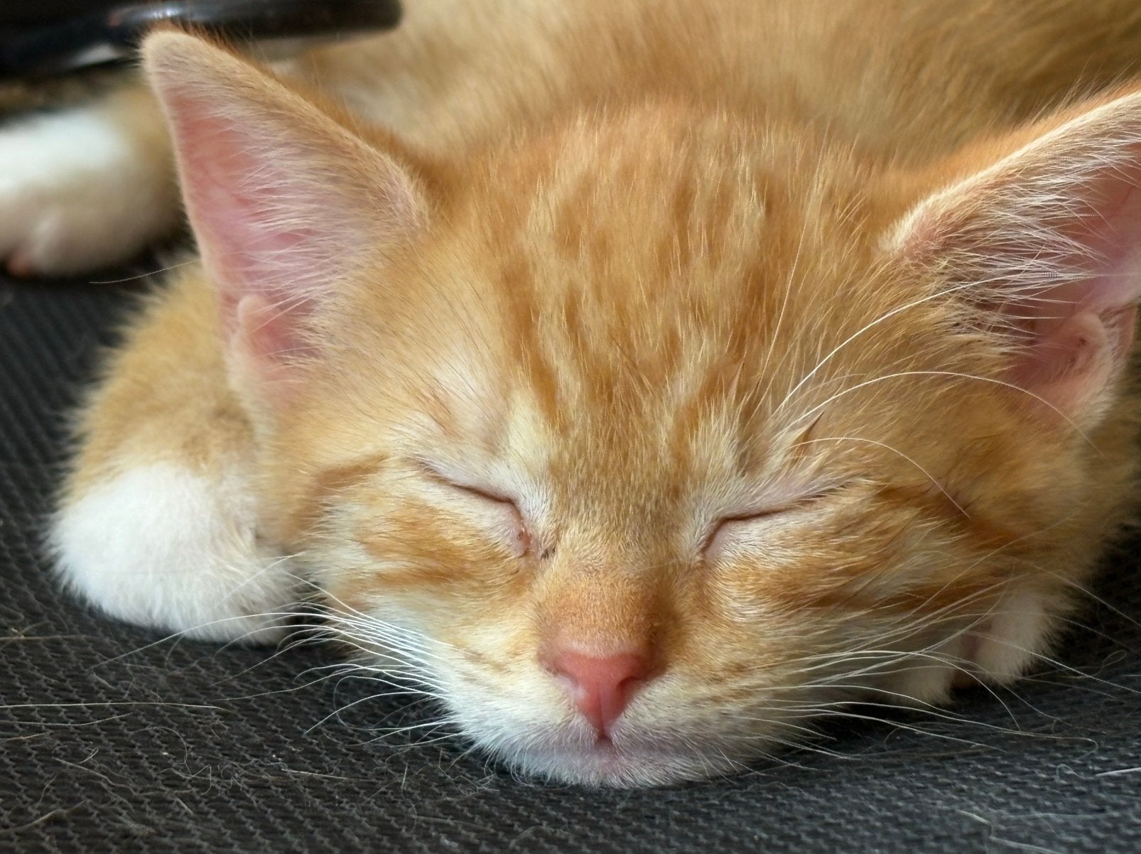 Rode kitten broertjes, Kater