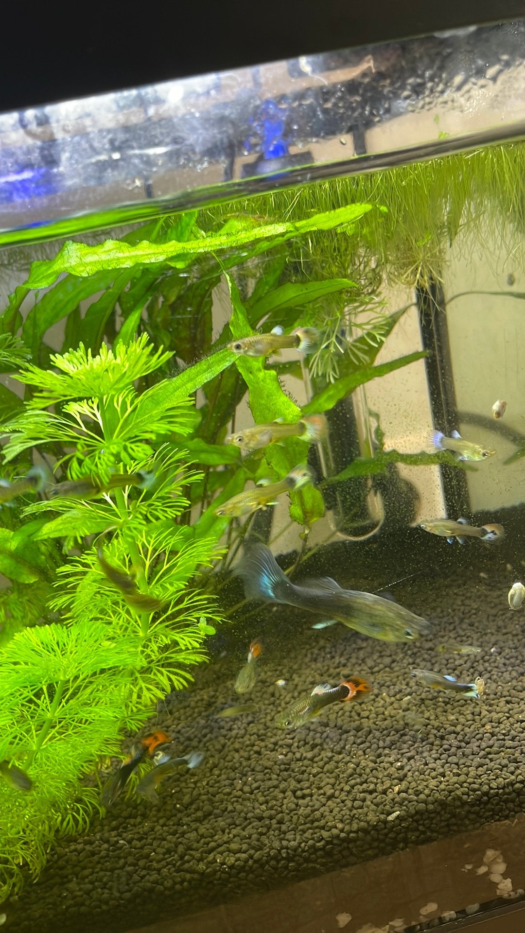 Mooi gekleurde guppies 50 cent per stuk, Vis