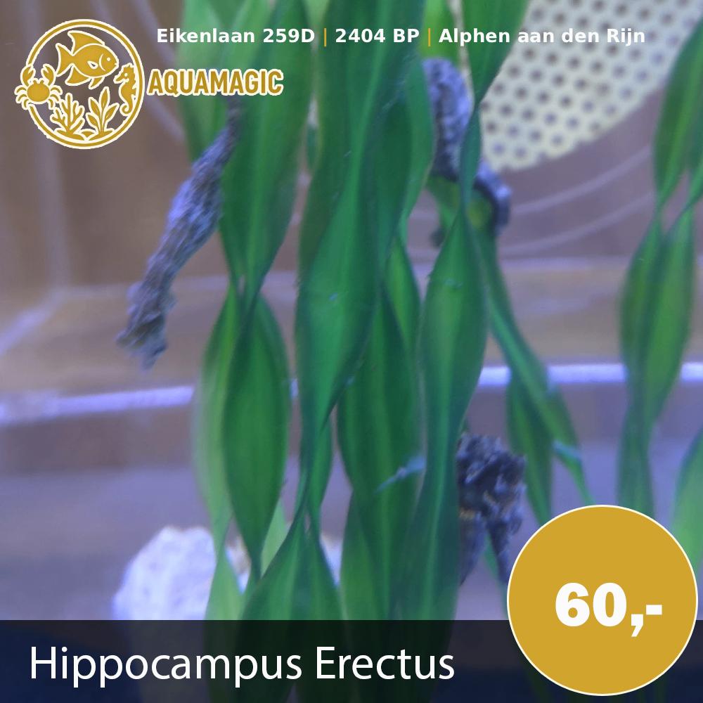 hippocampus erectus, Dieren en Toebehoren, Vis, Zoutwatervis