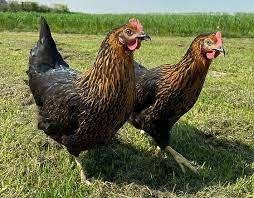 Harco Legkippen., Vrouwelijk, Kip
