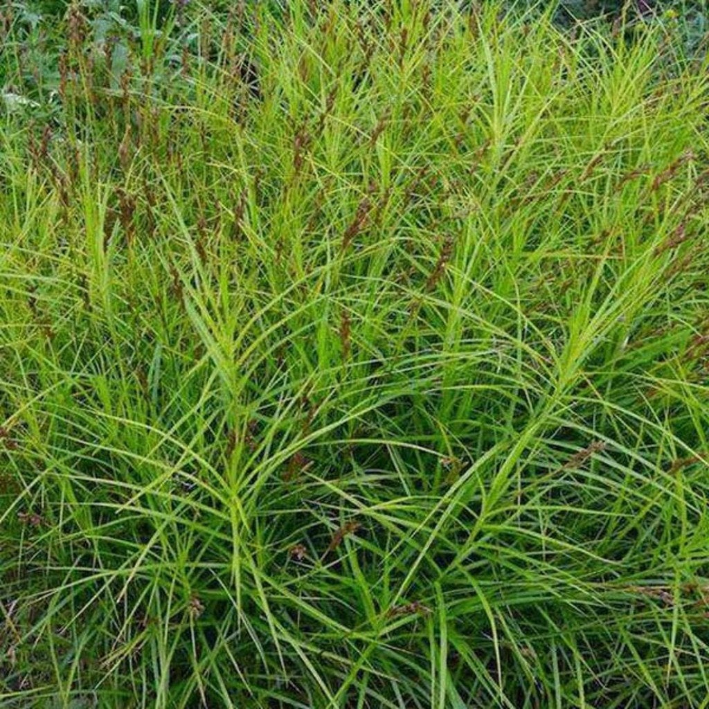 grassen, Tuin en Terras, Ophalen of Verzenden, Vaste plant, Siergrassen, Halfschaduw