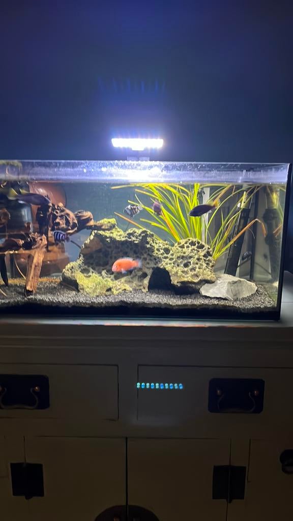 Compleet aquarium !! Met toebehoren !!, Ophalen of Verzenden, Zo goed als nieuw, Gevuld zoetwateraquarium