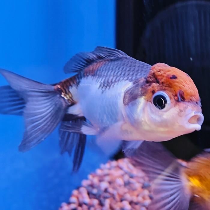 Carrasius auratus, Dieren en Toebehoren, Vissen | Aquariumvissen, Vis
