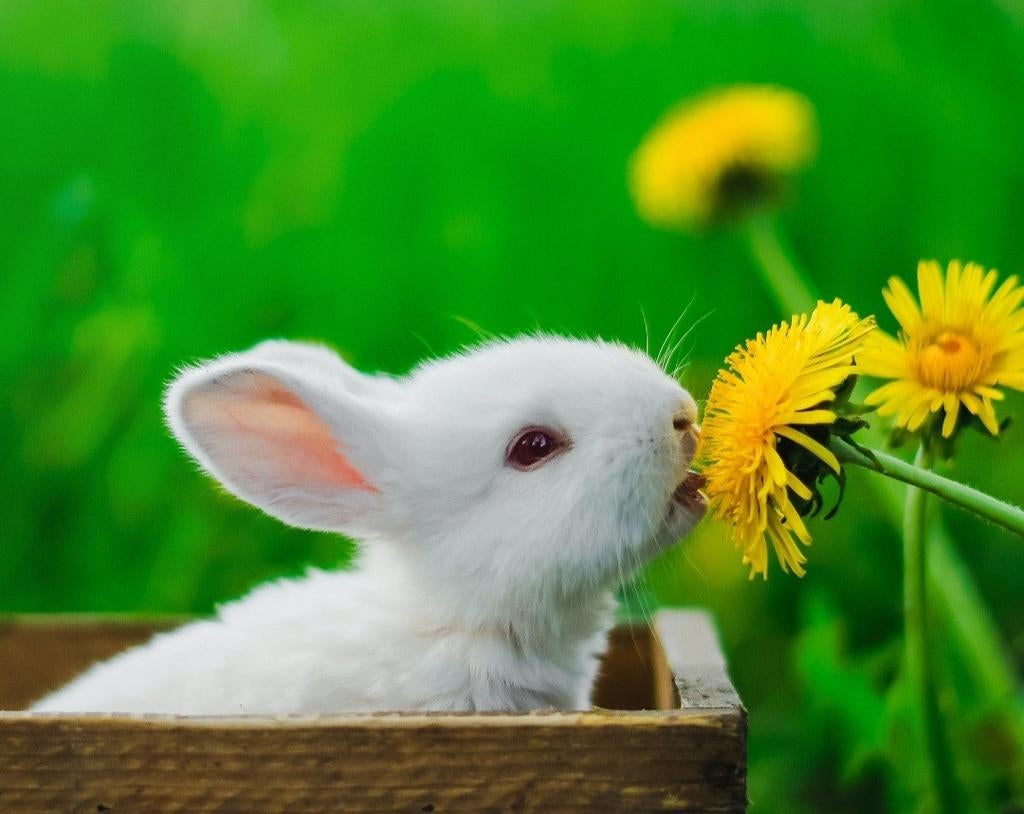 Opvang, Dieren en Toebehoren, Overige Dieren, Januari, Meerdere dieren