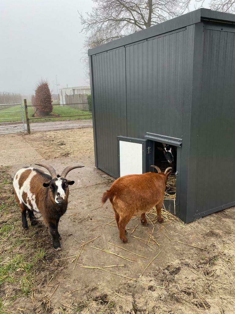 Geïsoleerde en onderhoudsvrije geiten/schapen/varkenshokken, Dieren en Toebehoren, Varken