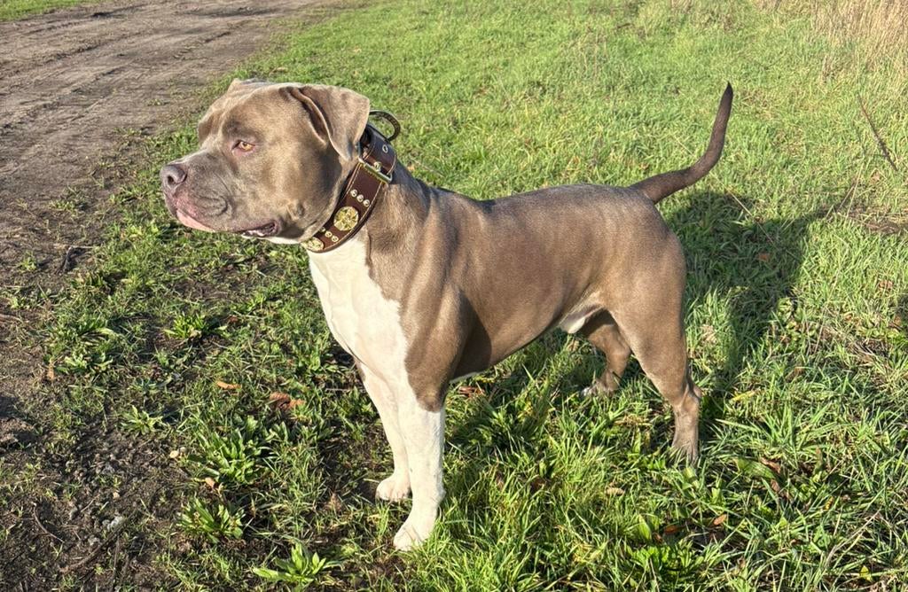American stafford dekreu open for stud, Dieren en Toebehoren, Reu, 1 tot 2 jaar, Parvo, Eén hond