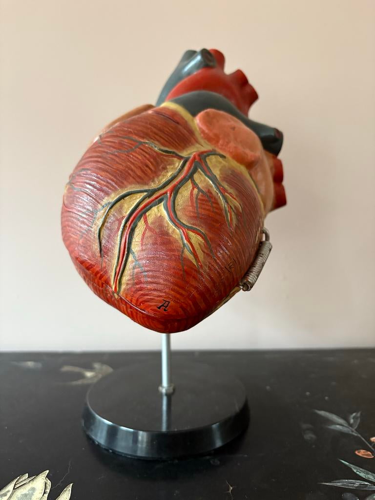 Anatomisch Hart Model, Duitsland 1960, Ophalen of Verzenden
