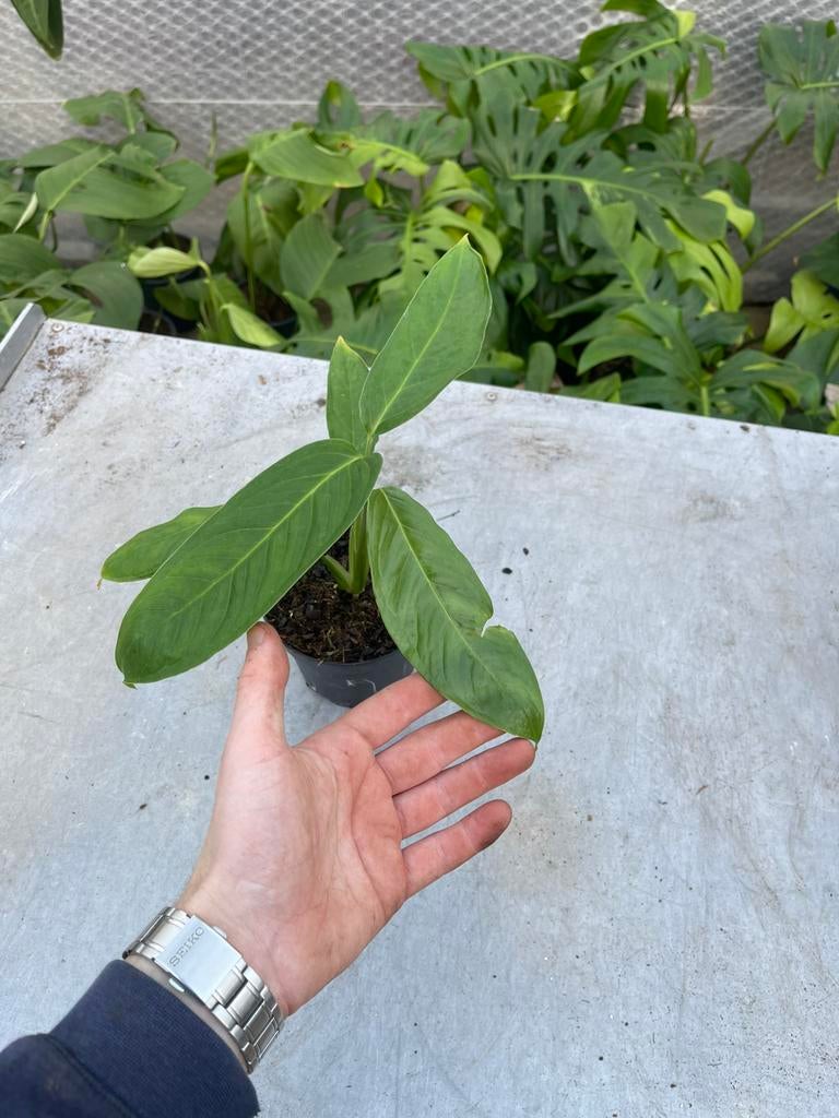 Monstera Obliqua Tarapoa, Huis en Inrichting, Kamerplanten, Ophalen of Verzenden, Halfschaduw, Minder dan 100 cm