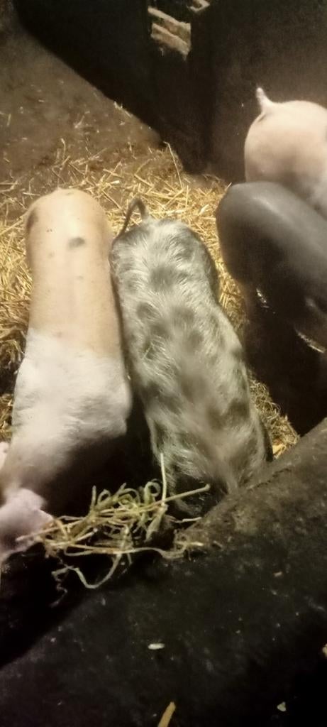 te koop mooie scharrel biggen pietrainxDuroc  pietrainxDeen, Dieren en Toebehoren, Schapen, Geiten en Varkens, Meerdere dieren