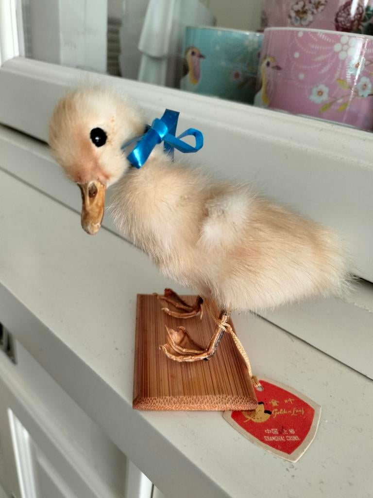 Klein Opgezet Kuikentje, Ophalen of Verzenden